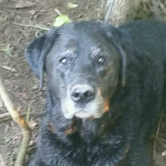 Meet your Posher, Dawn - Picture 1 of 1